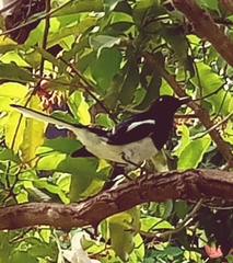 Copsychus saularis