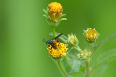 Beskia