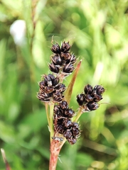 Luzula sudetica, photograph (c) Igor Balashov, some rights reserved (CC BY)
