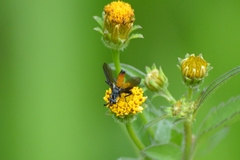 Beskia