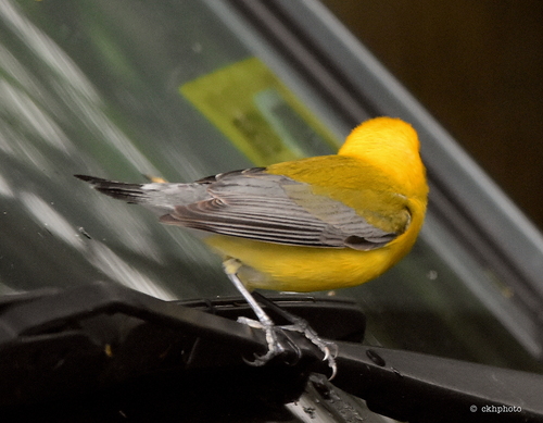 Prothonotary Warbler, Townshend, VT, USA, photo 8 of 10