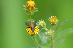 Beskia