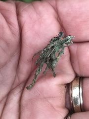 Heterodermia leucomelos