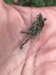 Heterodermia leucomelos