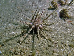 Prionocidaris bispinosa