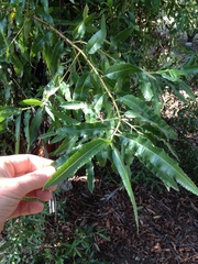 Lyonothamnus floribundus floribundus