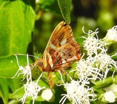 Anteros carausius carausius