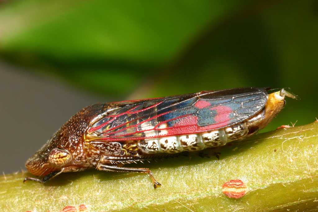 Homalodisca