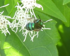 Pseudaugochlora graminea