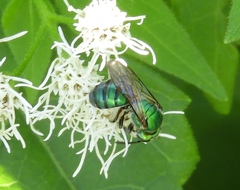 Pseudaugochlora graminea