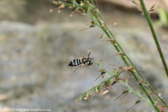 Betasyrphus serarius