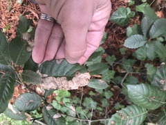 Phytophthora ramorum