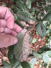 Phytophthora ramorum