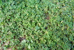 Oxalis exilis