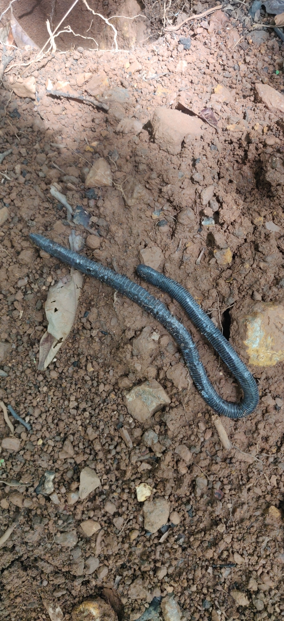 Daniel's Caecilian