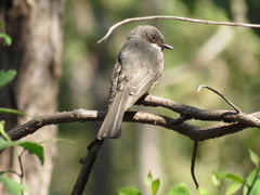 Rhipidura rufiventris