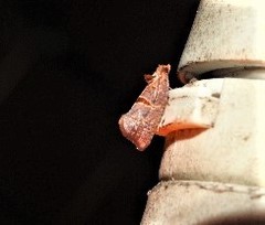 Glyphidoptera insignana