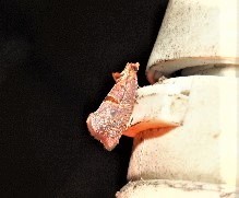 Glyphidoptera insignana