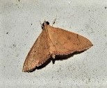 Hyalobathra crenulata