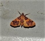 Conogethes haemactalis