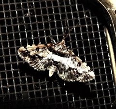 Nacoleia amphicedalis
