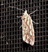 Meyrickella torquesauria