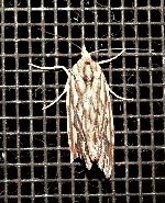 Meyrickella torquesauria