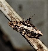 Nacoleia amphicedalis