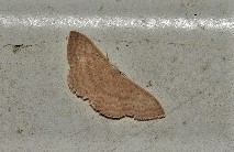 Cyclophora obstataria