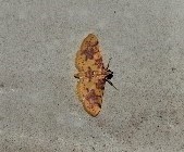 Conogethes haemactalis
