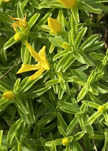 Hypericum orientale, photograph 6