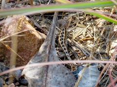 Diporiphora bilineata