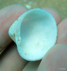 Lioconcha hieroglyphica