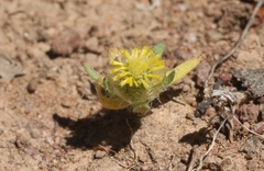 Triptilodiscus pygmaeus