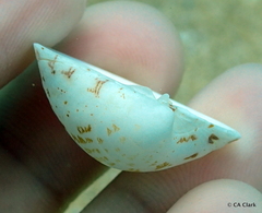 Lioconcha hieroglyphica