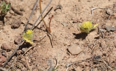 Triptilodiscus pygmaeus