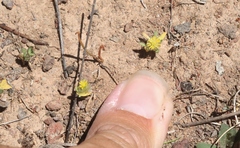 Triptilodiscus pygmaeus