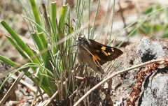 Trapezites phigalioides