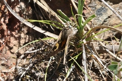 Trapezites phigalioides