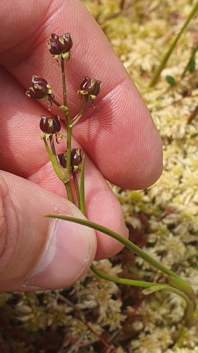 Scheuchzeria palustris iNat (3)