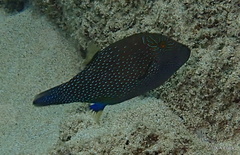Canthigaster amboinensis