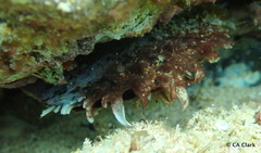 Pinctada margaritifera