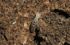 Coptotermes frenchi
