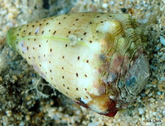 Conus abbreviatus