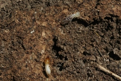 Coptotermes frenchi