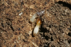 Coptotermes frenchi
