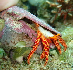 Ciliopagurus strigatus