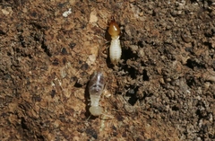 Coptotermes frenchi