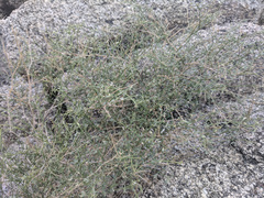 Fagonia laevis