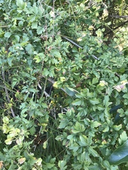 Serjania brachycarpa